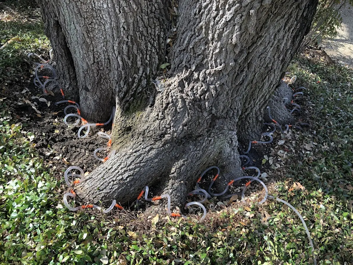 Detailed Tree Cabling and Bracing job site in Beach City