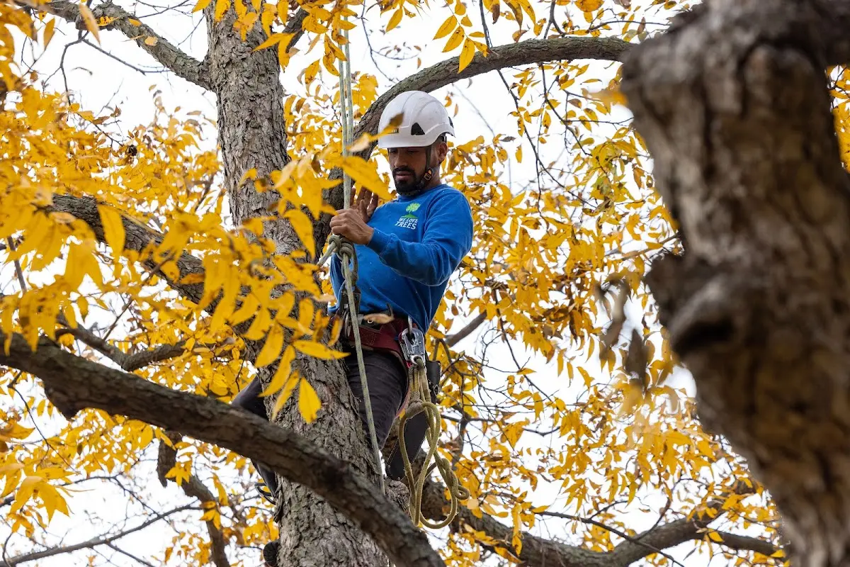 Skilled Tree Pruning crew working in Beach City