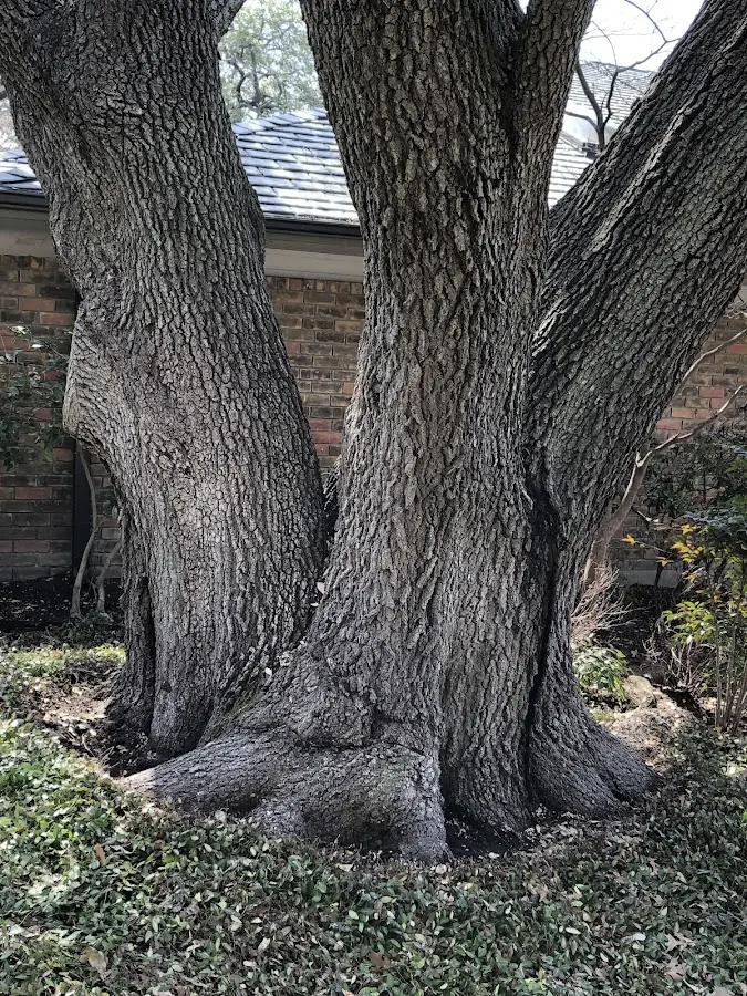 Mature heritage tree close to a Beach City property cared for by certified arborists